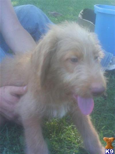 Puppies in IA